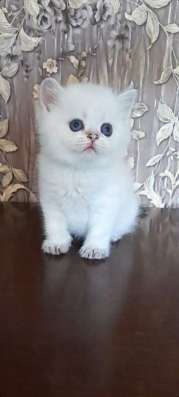 Золотая шиншилла