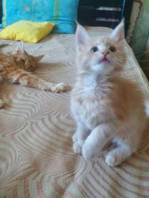 Мейн кун котята фото 15