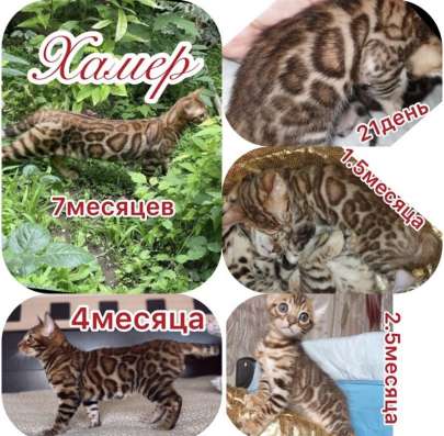 Бенгальские котята фото 4