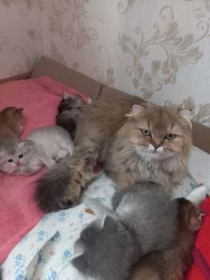 Шотланские котята в Москве