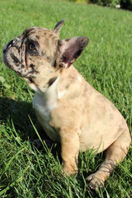 Французский бульдог bulldog фото 3