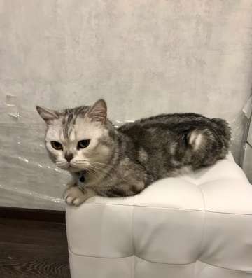Шотландские котята в Самаре фото 3