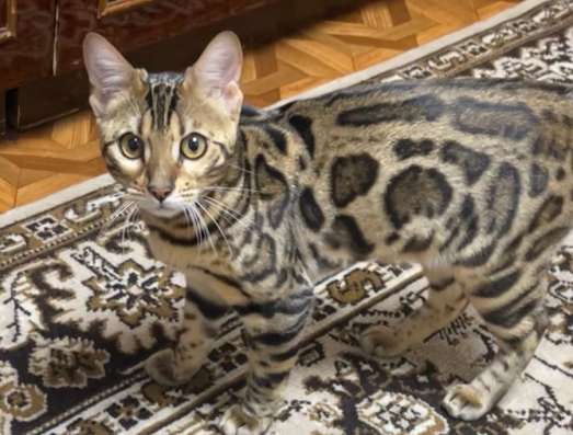 бенгалка котенок в Пензе фото 9