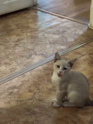 Котенок в добрые руки в Уфе