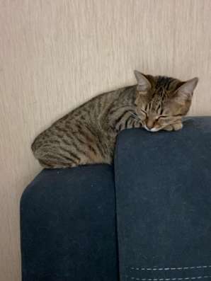 Отдам кошечку в добрые руки!!