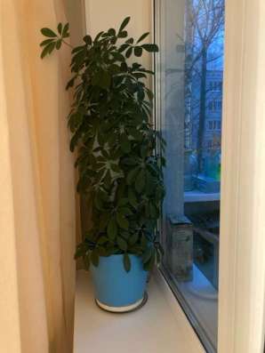 Шеффлера в Сыктывкаре