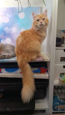 Шотландский кот