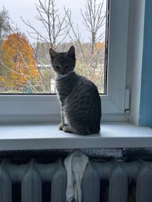 Котенок в добрые руки