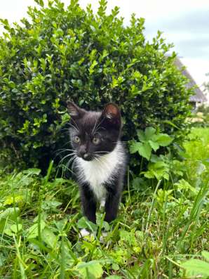 Котята ищут новый дом! в Калининграде фото 6