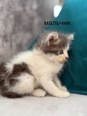 Котята в Краснодаре фото 3