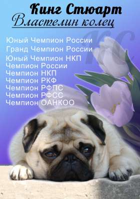 Щенки мопса от Гранд Чемпиона в Кемерове фото 4