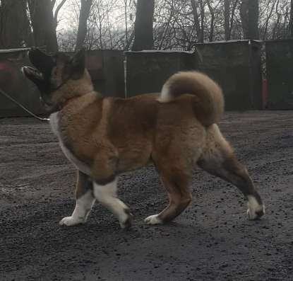 Американская акита