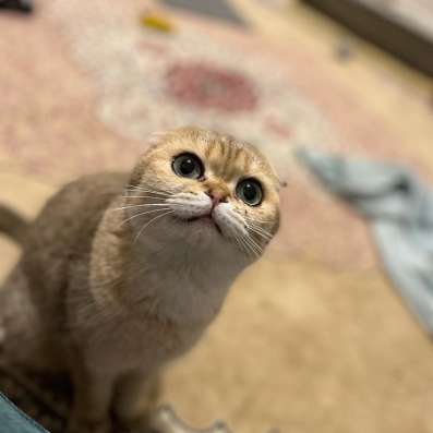 Vende femelle scottish fold фото 3