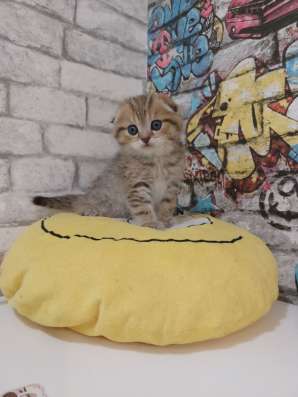 Шотландские котята фото 9