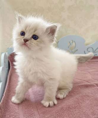 Spain cattery of Siberian cats