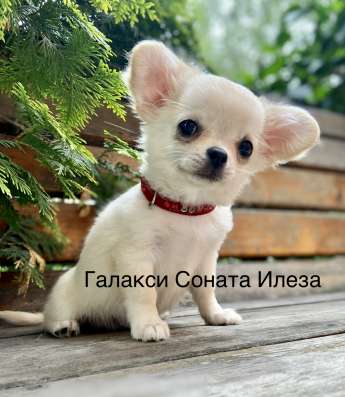 Чихуахуа щенки