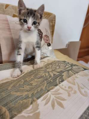 Отдам котенка бесплатно