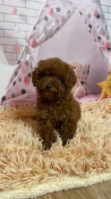 Куколки той пуделя. Toy poodle