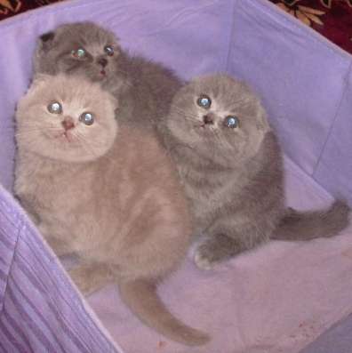 Забавные и милые плюшечки