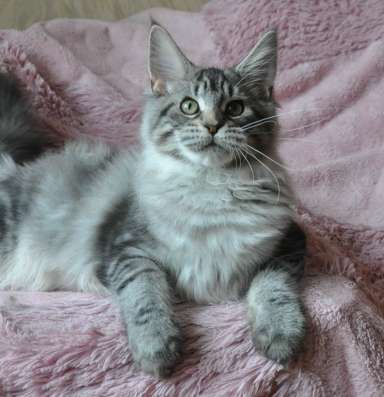 Котёнок мейн кун из питомника