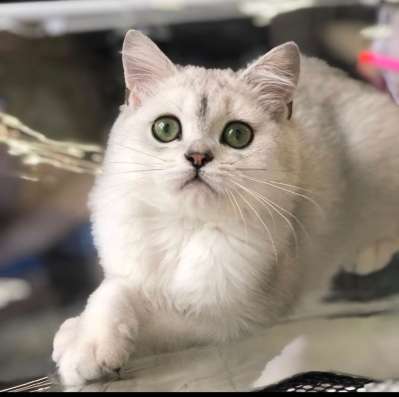 Котик продажа