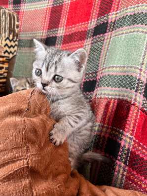 Шотландский котенок