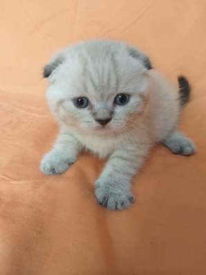 Шотландские котята фото 3