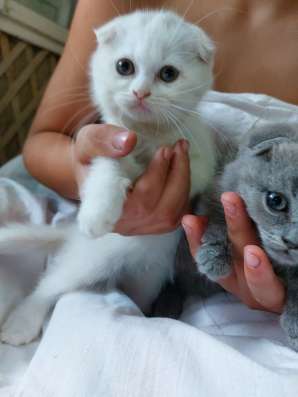 Продам шотландских котят фото 3