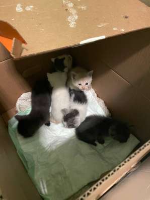 Котята не мусор!