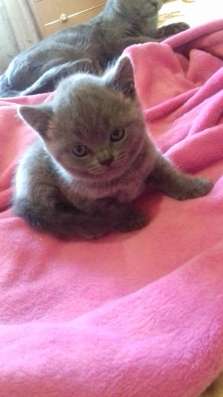 Продажа британских котят фото 4
