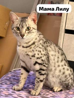 Египетская Мау котята в Уссурийске фото 23