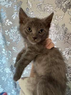 Котята в Якутске фото 7