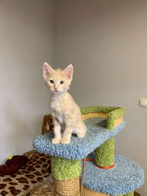 Котенок