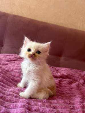 Отдам котят в добрые руки!