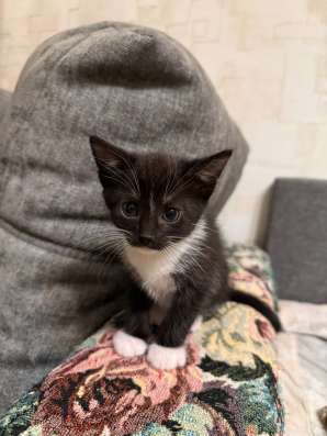 Котята в добрые руки !