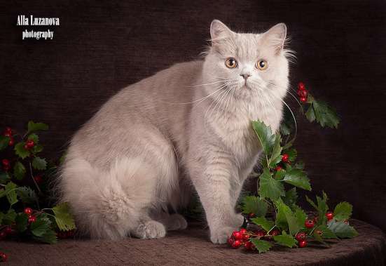 Продается! Британский длинношерстный котик в Санкт-Петербурге фото 4