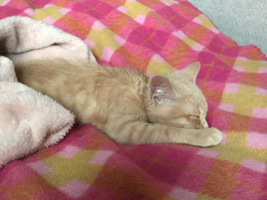 Рыжий котенок