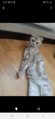 Кошка шотландская девочка 1год 3 мес