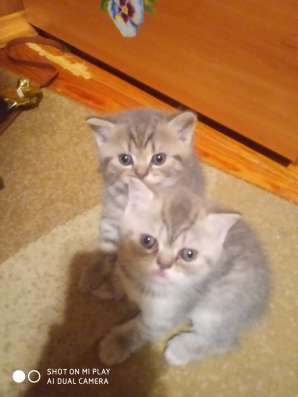 Шотландские котята