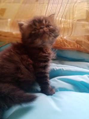 Продаю персидских котят