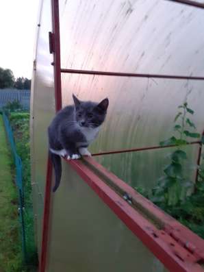 Отдам котят, кошечки