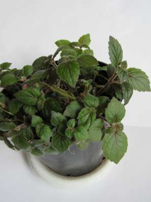 Ахименес молодые растения в Москве фото 4