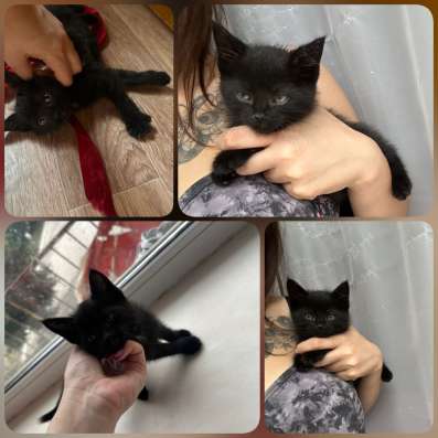 Котенок в добрые руки