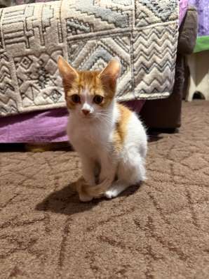 Котята в добрые руки! в Новокузнецке фото 3