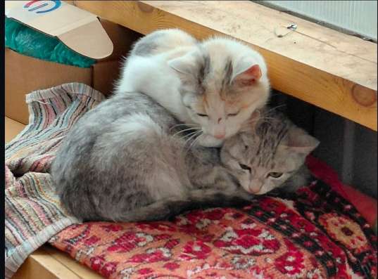 отдам даром котят в Чебоксарах