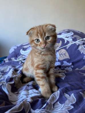 Отдам котенка в добрые руки