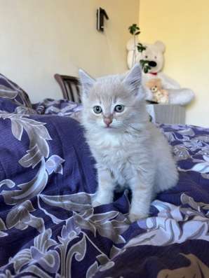 Отдам котенка