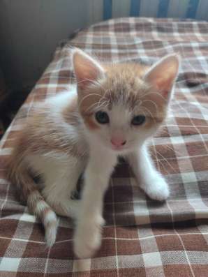 Котята в добрые руки!