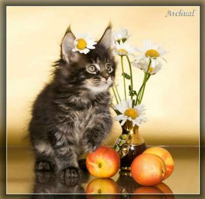 Котята породы мейн кун в Якутске фото 4