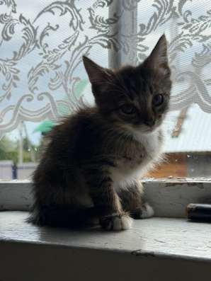 Котята